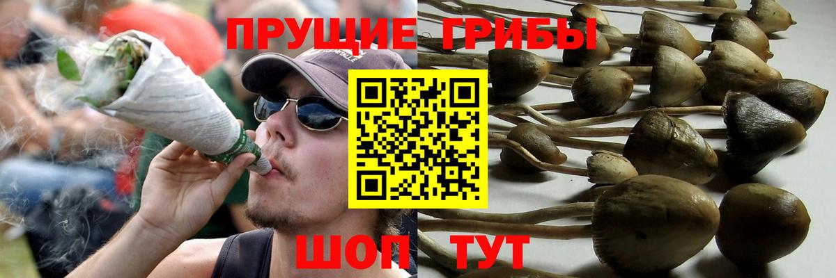 Серов  Псилоцибиновые грибы мицелий  Вход с VPN 